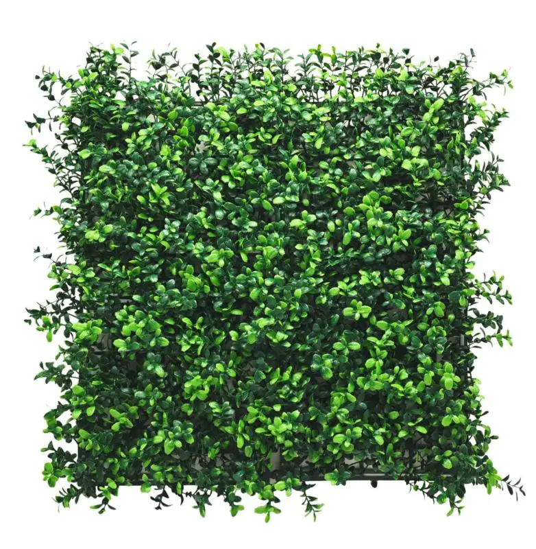 Panel roślinny Bukszpan/12 50x50 cm Panel roślinny Bukszpan/12 50x50 cm